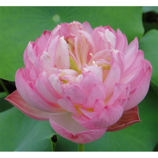 格安saleスタート 草花の苗 花はす ばい紅重台 バイコウジュウダイ 4 5号ポット