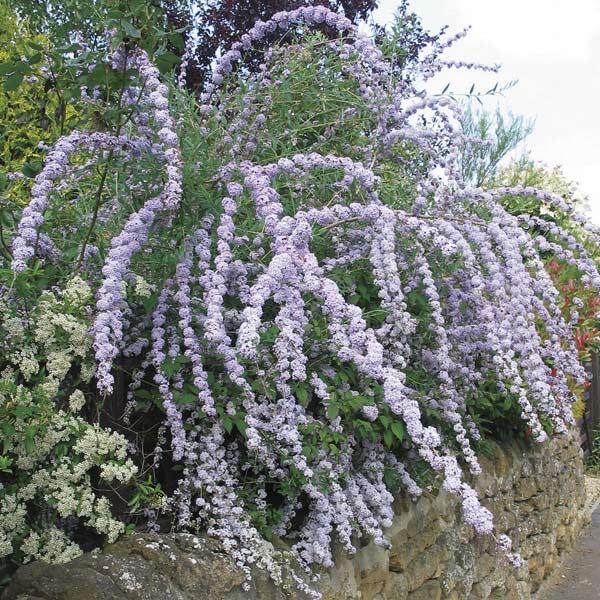 花木 庭木の苗 ブッドレア アルテニフォリア5号ポット