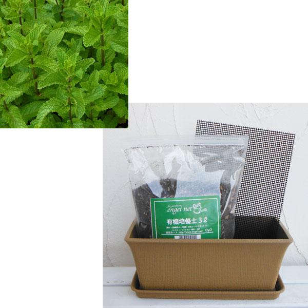 ハーブの苗 窓辺でハーブと花の栽培セット スペアミント おまけ付