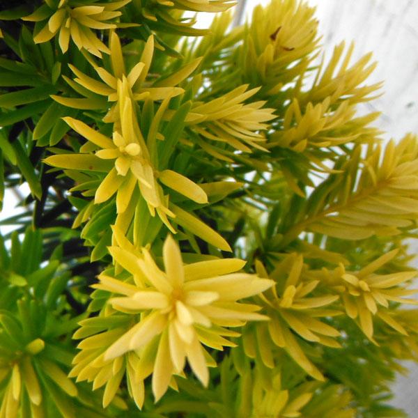 769円 Web限定カラー 花木 庭木の苗 黄金イチイ 一位 寿峯 じゅほう 4号ポット