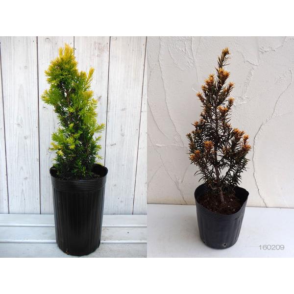 花木 庭木の苗 黄金イチイ 一位 寿峯 じゅほう 4号ポット 園芸ネット 通販 Yahoo ショッピング