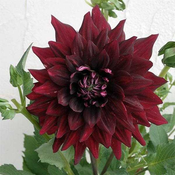 ダリア 中大輪咲 黒蝶 こくちょう 6号鉢植え