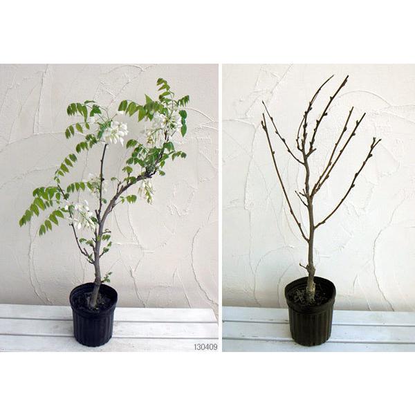 激安先着 花木 庭木の苗 フジ 藤 甲比丹 カピタン 白 6号ポット Wantannas Go Id