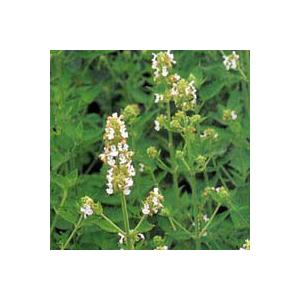 ハーブの苗 キャットミント キャットニップ ネペタ 3号ポット 9809 園芸ネット 通販 Yahoo ショッピング