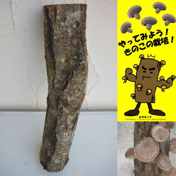 野菜の苗 ホダキング（しいたけホダ木オガ菌完熟45cm）1本 | 