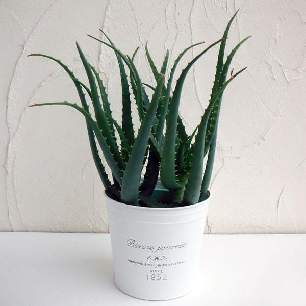 最安値 観葉植物 ギフトに フレンチブリキポット キダチアロエ 木立アロエ 5号鉢植え