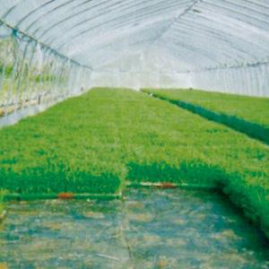 パオパオ根切りシート50　長さ100m×幅105cm