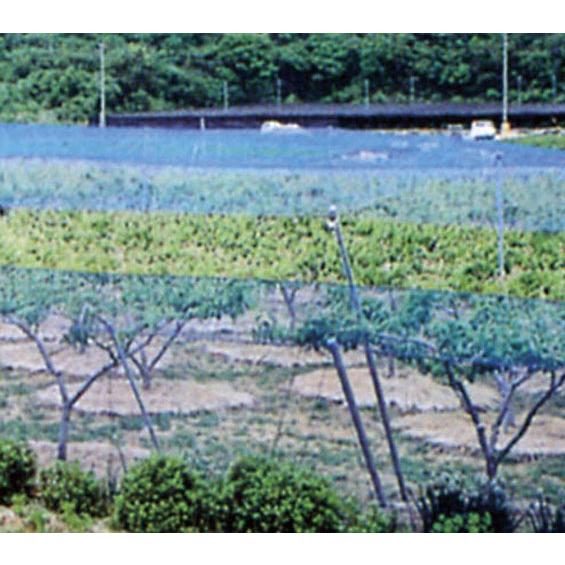 防鳥ネット幅4m長さ30m ぐらいあります 強力防鳥網 サイド張り 1000デニール(3cm目 幅4m 長さ54m): 農業資材