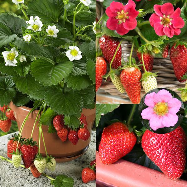 野菜の苗 21年10月中下旬予約 おためし3種6株セット