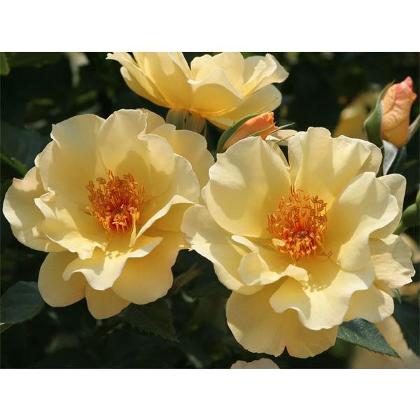 バラの苗 21年2月中下旬予約 つるバラ スマイリーフェイス 大苗長尺6号ポット 園芸ネット 予約専用サイト 通販 Yahoo ショッピング