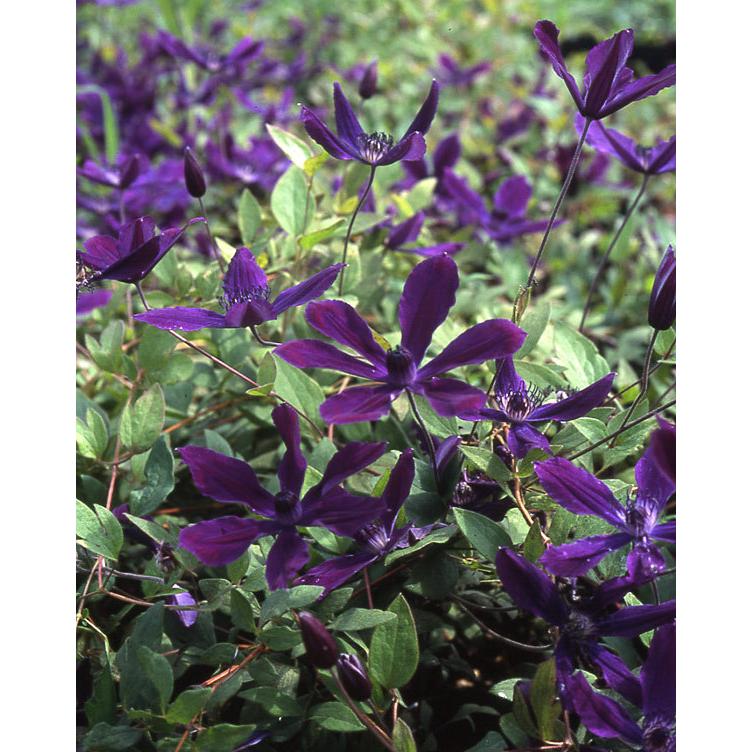 クレマチスの苗 21年9月中下旬予約 クレマチス アフロディーテエレガフミナ4 5号ポット インテグリフォリア系 園芸ネット 予約専用サイト 通販 Yahoo ショッピング