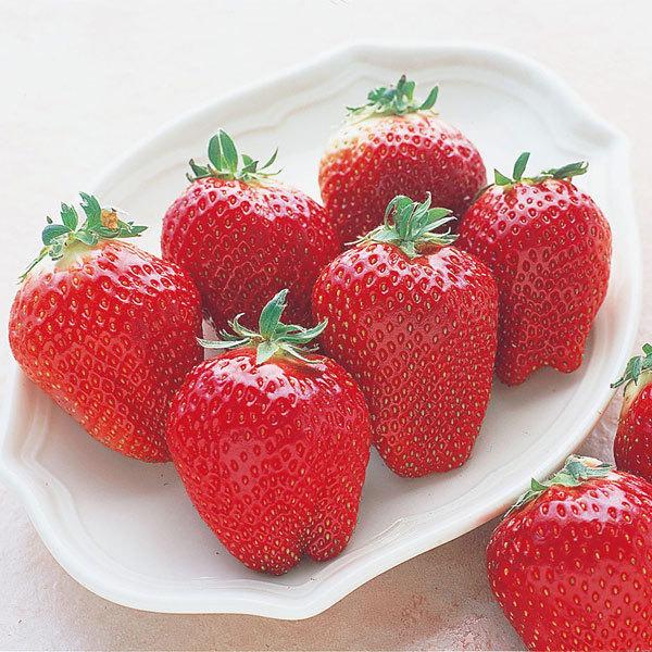 野菜の苗 年9月中下旬予約 いちご栽培セット ハーベリーポット といちご苗9株 ジャンボイチゴまんぷく2号 園芸ネット 予約専用サイト 通販 Yahoo ショッピング