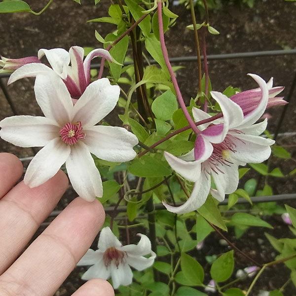 クレマチスの苗 23年2月中下旬予約 クレマチス プリンセスケイト4号ポット テキセンシス系 1094 園芸ネット 予約専用サイト 通販 Yahoo ショッピング