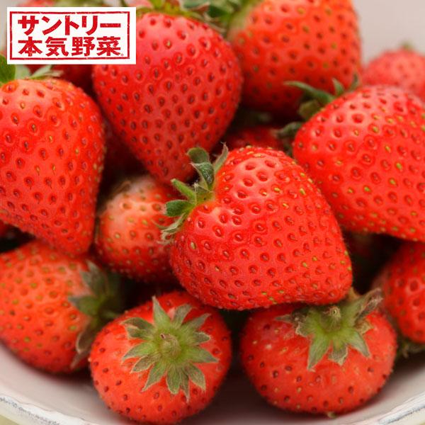 登場 野菜の苗 22年9月中下旬予約 イチゴ 蜜香 みつか 3号ポット 12株セット Rmladv Com Br