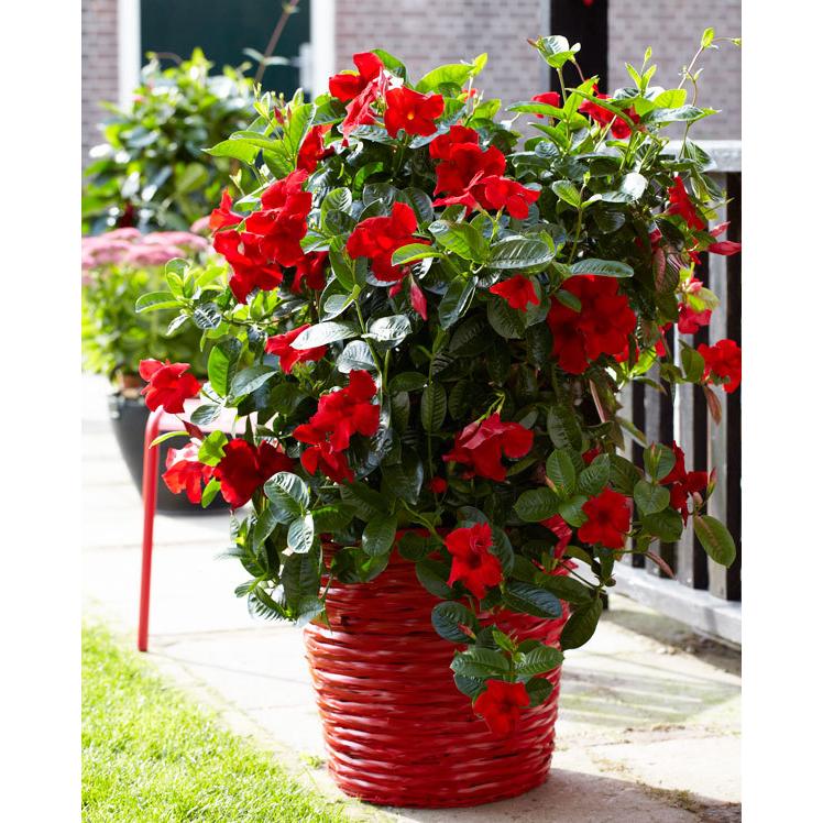 草花の苗 21年5月中下旬予約 マンデビラ サンパラソルジャイアント エンペラーズクリムゾン3 5号ポット R 園芸ネット 予約専用サイト 通販 Yahoo ショッピング