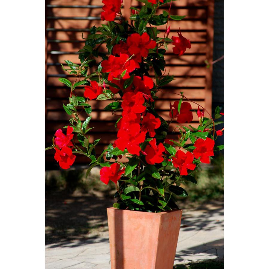 草花の苗 21年5月中下旬予約 マンデビラ サンパラソルジャイアント エンペラーズクリムゾン3 5号ポット R 園芸ネット 予約専用サイト 通販 Yahoo ショッピング