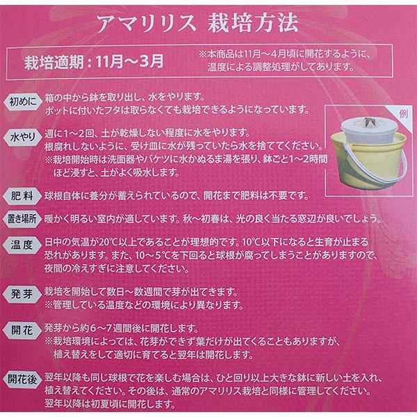 球根 21年11月中下旬予約 ポットアマリリス：一重 卸売り 赤白1球 直径 