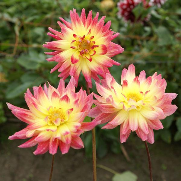 球根 26年3月中下旬予約 ダリア きらり 1球入り : 園芸ネット 予約専用