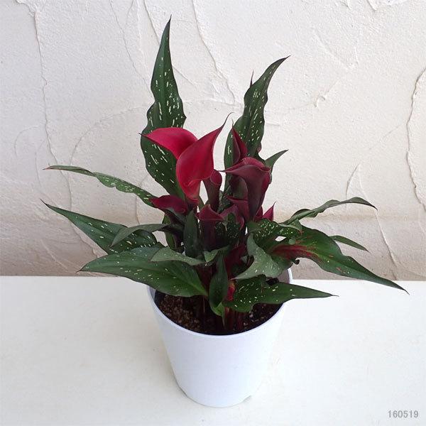 春の鉢花第二弾予約 カラー スプリーム レッドチャーム5号鉢植え 園芸ネット 予約専用サイト 通販 Yahoo ショッピング