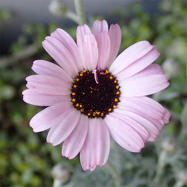 草花の苗 新作多数 21年11月中下旬予約 ローダンセマム エルフ ピンク3 5号ポット