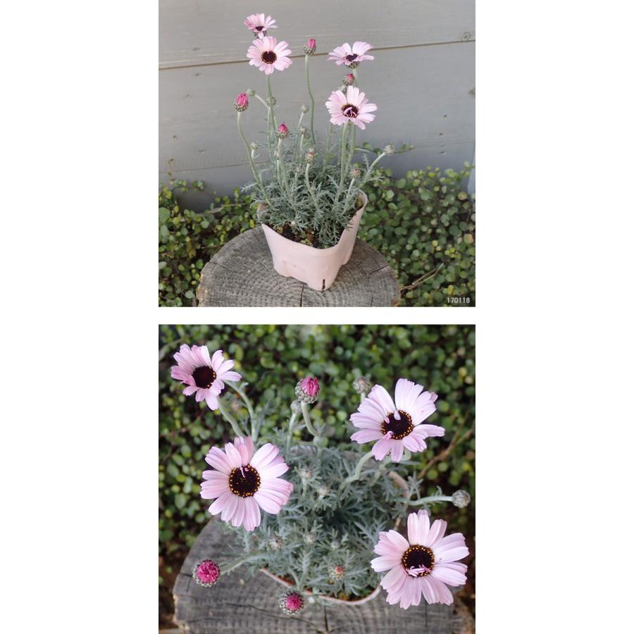 草花の苗 新作多数 21年11月中下旬予約 ローダンセマム エルフ ピンク3 5号ポット