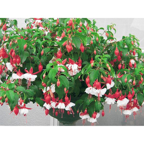 草花の苗 21年5月中下旬予約 フクシア エンジェルス イヤリング デュアルパール3 5号ポット R Pvp 園芸ネット 予約専用サイト 通販 Yahoo ショッピング