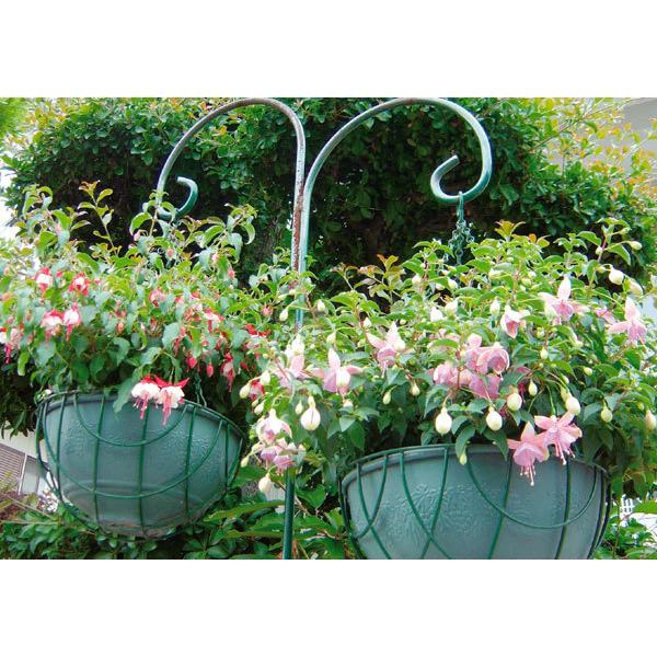 草花の苗 21年5月中下旬予約 フクシア エンジェルス イヤリング デュアルパール3 5号ポット R Pvp 園芸ネット 予約専用サイト 通販 Yahoo ショッピング