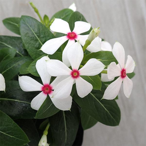 草花の苗 21年5月中下旬予約 ニチニチソウ 夏花火 ホワイトレッドアイ3号ポット 12株セット 園芸ネット 予約専用サイト 通販 Yahoo ショッピング