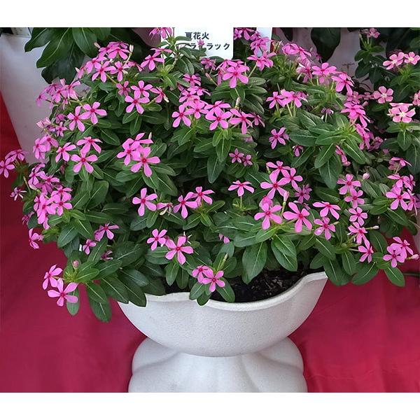 草花の苗 21年5月中下旬予約 ニチニチソウ 夏花火 ライラック3号ポット 12株セット 園芸ネット 予約専用サイト 通販 Yahoo ショッピング