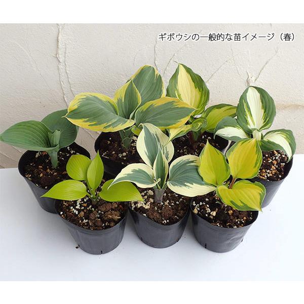 草花の苗 21年4月中下旬予約 ギボウシ ホスタ キャサリン4号ポット 園芸ネット 予約専用サイト 通販 Yahoo ショッピング