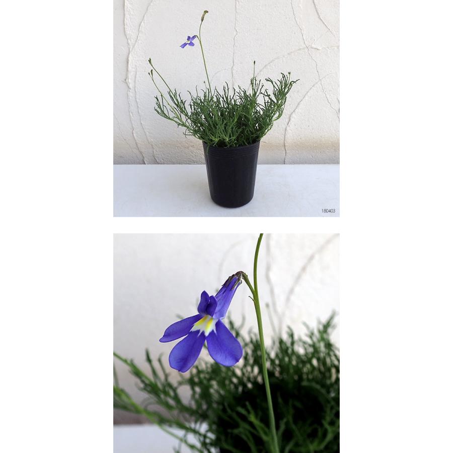 草花の苗 21年5月中下旬予約 ロベリア パラシオンブルー3号ポット 園芸ネット 予約専用サイト 通販 Yahoo ショッピング