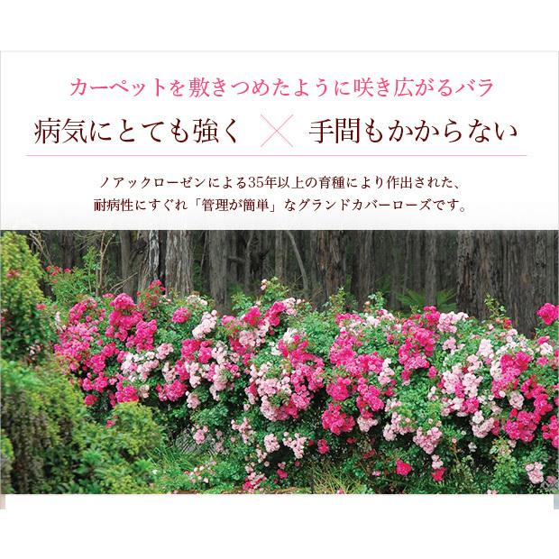 最新人気 21年4月中下旬予約 フラワーカーペットローズ ピンクスプラッシュ3 5号ポット 株セット 送料無料 数量は多 Www Thedailyspud Com