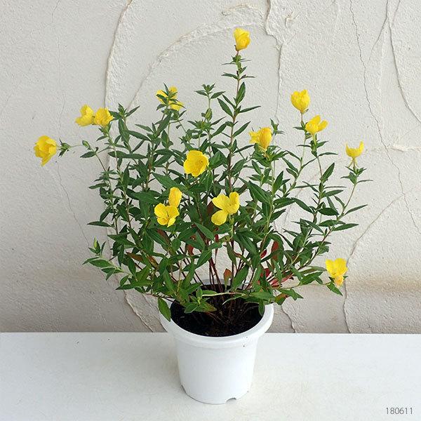 草花の苗 21年5月中下旬予約 ヒメツキミソウ 姫月見草 4号鉢植え 園芸ネット 予約専用サイト 通販 Yahoo ショッピング