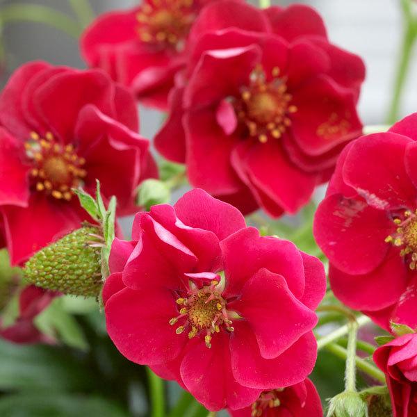 野菜の苗 21年9月中下旬予約 いちごのかんたん栽培セット 鉢無しでできる イチゴ ローズベリーレッドr 園芸ネット 予約専用サイト 通販 Yahoo ショッピング