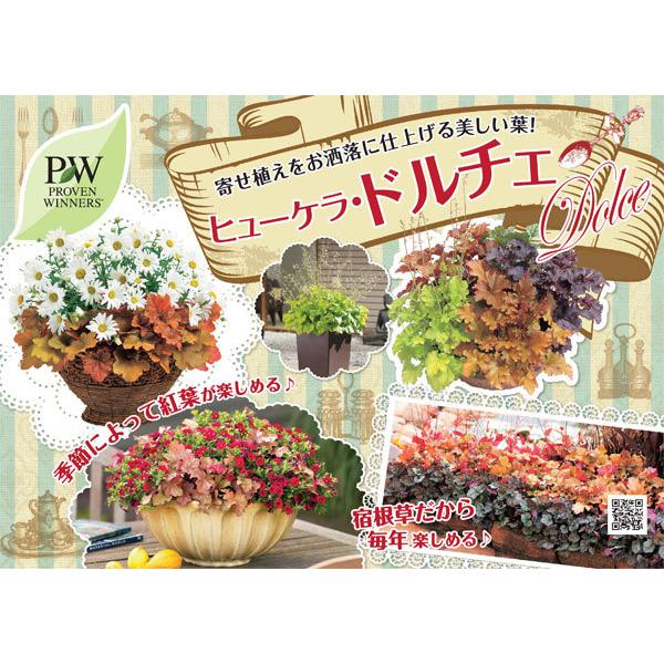 草花の苗 21年9月中下旬予約 ヒューケラ シルバーデューク3号ポット ドルチェ 新作