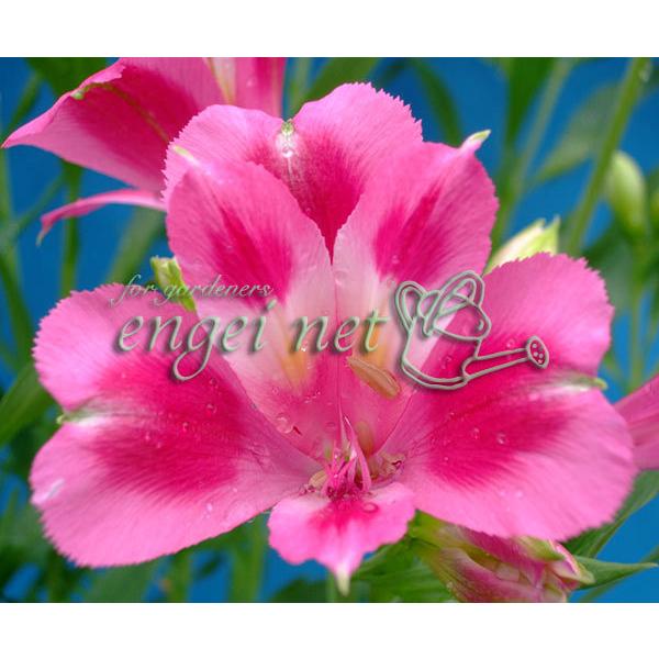 草花の苗 21年3月中下旬予約 アルストロメリア ウェンディー3 5号ポット 園芸ネット 予約専用サイト 通販 Yahoo ショッピング