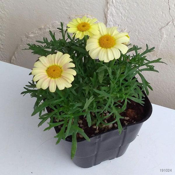 草花の苗 21年3月中下旬予約 ボンザマーガレット ピンクレモネード3 5号ポット R 園芸ネット 予約専用サイト 通販 Yahoo ショッピング