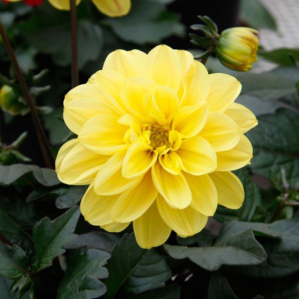 草花の苗 23年4月下旬予約 ダリア レディダリア 黒葉 ユバ3 5号ポット 園芸ネット 予約専用サイト 通販 Yahoo ショッピング