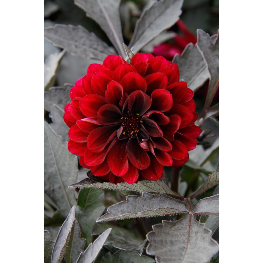 草花の苗 23年4月下旬予約 ダリア レディダリア 黒葉 アルナ3 5号ポット 園芸ネット 予約専用サイト 通販 Yahoo ショッピング