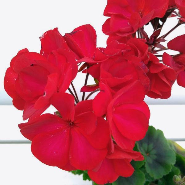 草花の苗 22年3月中下旬予約 ゼラニウム ムーンライト トゥンバオ3 5号