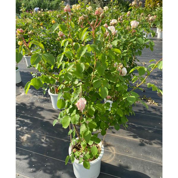 バラの苗 バラ行燈予約 つるバラ ルミナス ピラー8号大型アンドン仕立て 送料無料 園芸ネット 予約専用サイト 通販 Yahoo ショッピング