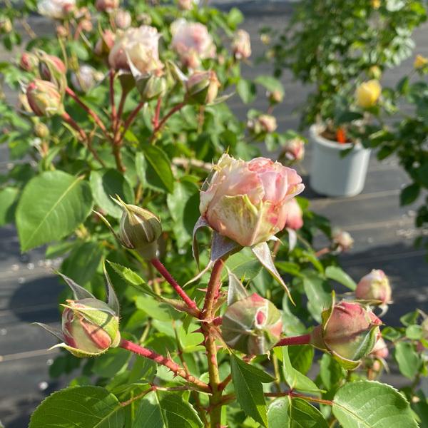 バラの苗 バラ行燈予約 つるバラ ルミナス ピラー8号大型アンドン仕立て 送料無料 園芸ネット 予約専用サイト 通販 Yahoo ショッピング