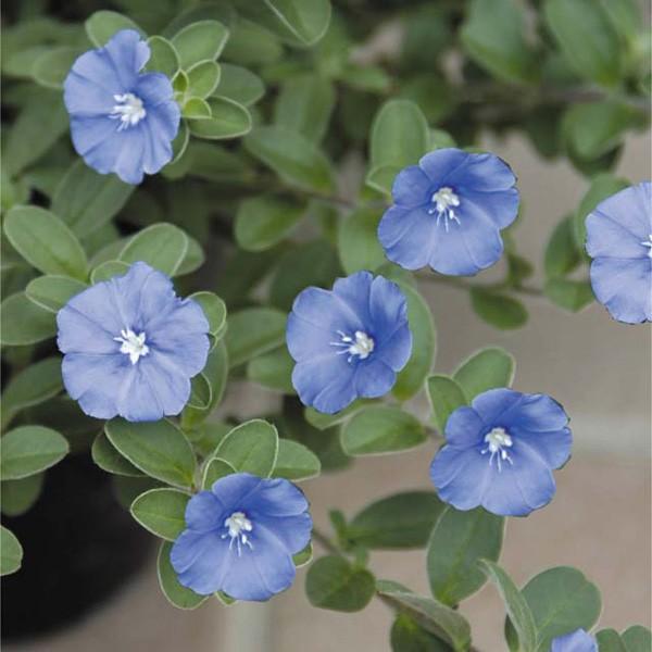 激安ブランド 草花の苗 22年4月下旬予約 エボルブルス アメリカンブルー3号ポット 24株セット 送料無料 新発 Turningheadskennel Com