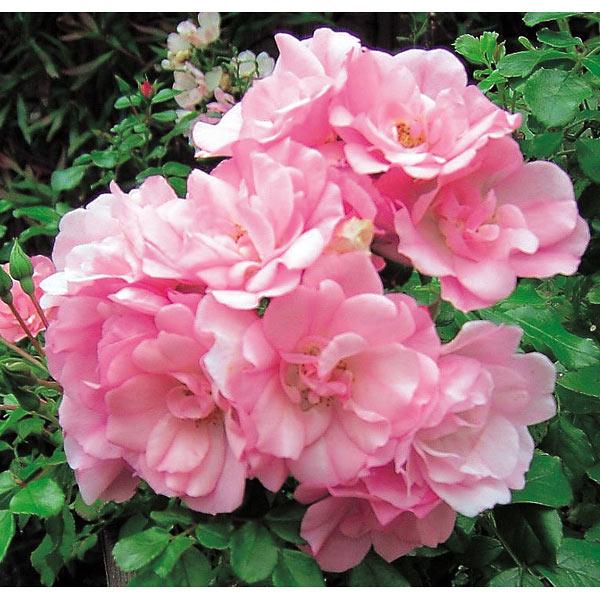 驚きの安さ バラの苗 22年4月上旬予約 フラワーカーペットローズ アップルブロッサム3 5号ポット 10株セット 送料無料 高知インター店 Turningheadskennel Com