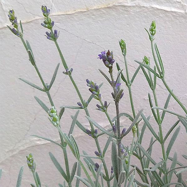 草花の苗 新品未使用 21年6月中下旬予約 ラベンダー シルバーサンド 3号ポット