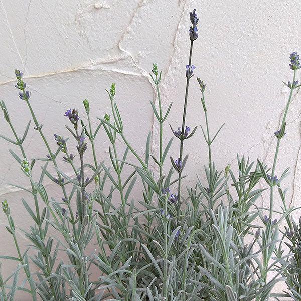 草花の苗 新品未使用 21年6月中下旬予約 ラベンダー シルバーサンド 3号ポット