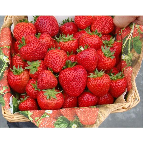 野菜の苗 年9月中下旬予約 イチゴ 四季なりいちご かわいいピンク3号ポット 12株セット 園芸ネット 予約専用サイト 通販 Yahoo ショッピング