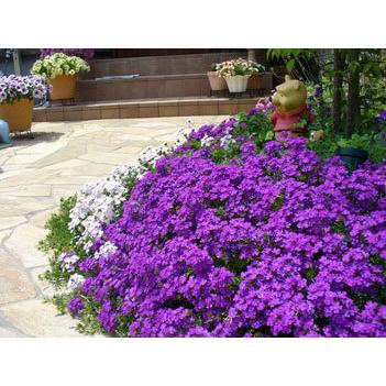 在庫有 草花の苗 22年3月中下旬予約 宿根バーベナ タピアンバイオレット3号ポット 24株セット R 送料無料 工場直送 Turningheadskennel Com
