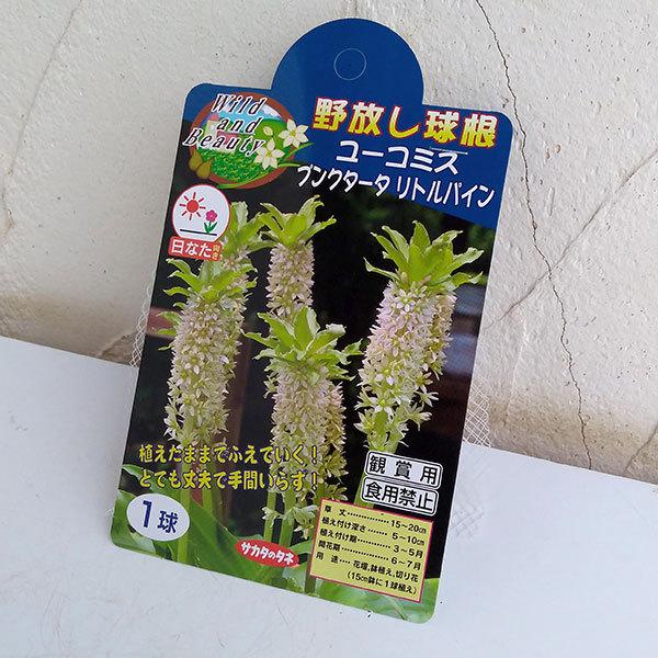 パイナップルリリー 球根 セット Fodexpo Com Co