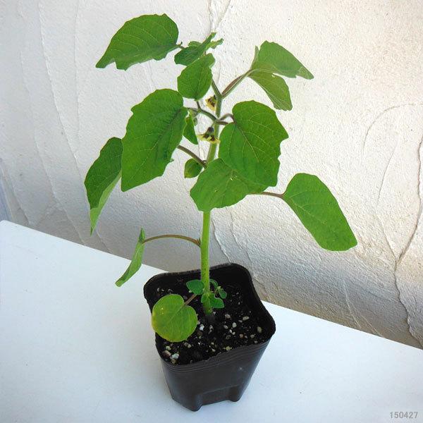 野菜の苗 22年4月上旬予約 食用ホオズキ スウィートジュエリービッグオレンジ3号ポット 2株セットy 1613 園芸ネット 予約専用サイト 通販 Yahoo ショッピング